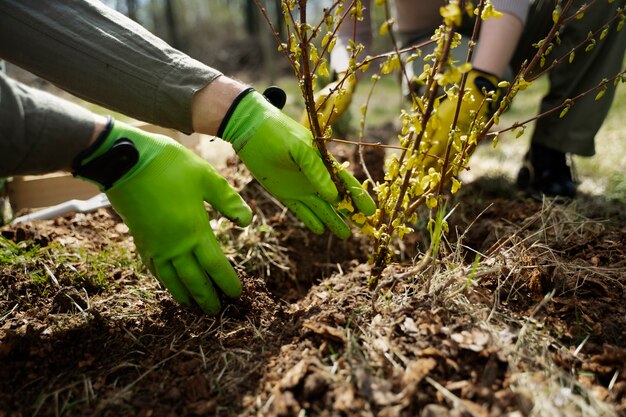 Piantare alberi come parte del processo di riforestazione