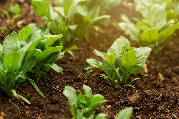 Piante ad alto angolo con foglie verdi