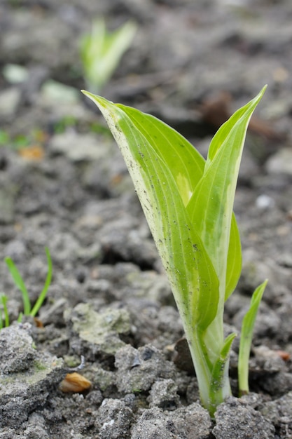 Piante che crescono dal suolo