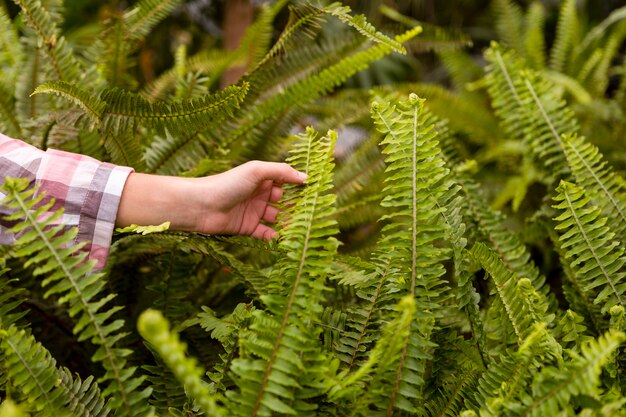 Piante commoventi della donna del primo piano in serra