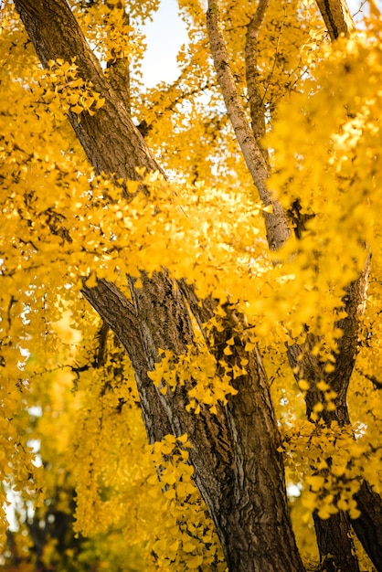 Piante di alberi di acero