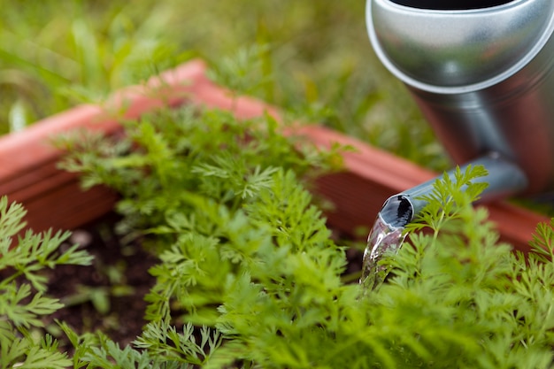 Piante di innaffiatura del giardiniere del primo piano con lo spruzzatore