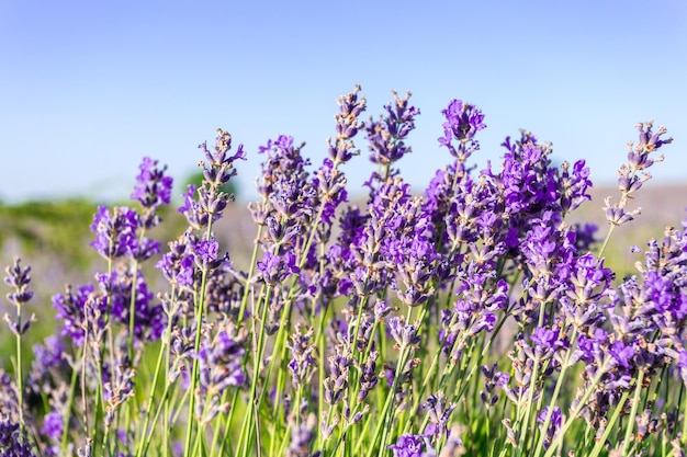 Piante di lavanda che crescono in un campo