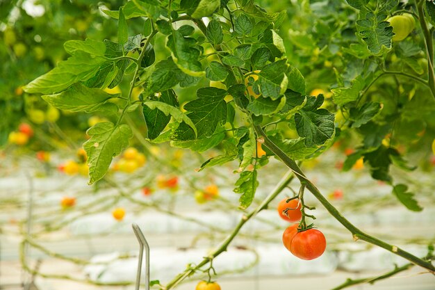 Piante di pomodori variopinte che crescono dentro una serra, fucilazione vicina.