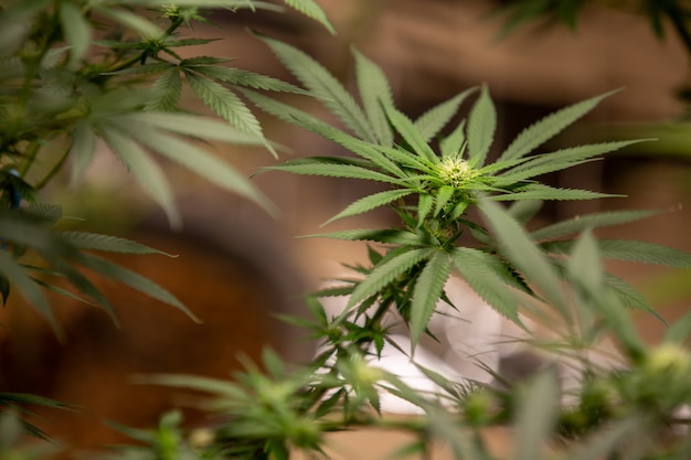 Piante medicinali di cannabis coltivate legalmente