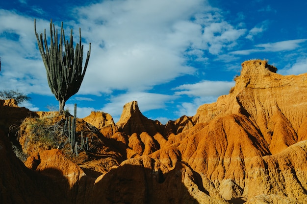 Piante selvatiche esotiche che crescono sulle rocce rosse nel deserto di Tatacoa, Colombia