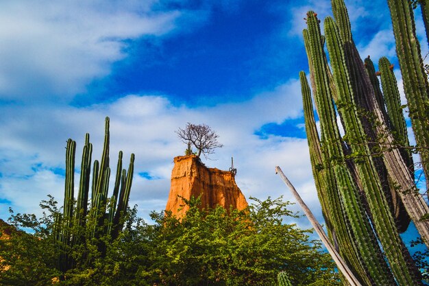 Piante selvatiche esotiche e una roccia sotto il cielo nuvoloso nel deserto di Tatacoa, Colombia