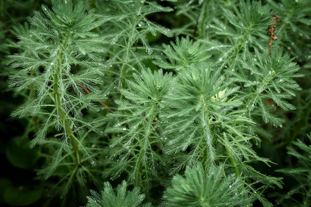 Piante verdi con il primo piano delle gocce di pioggia