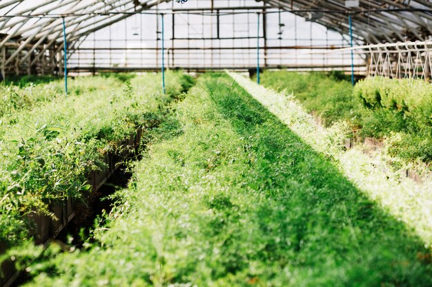 Piante verdi fresche che crescono in serra