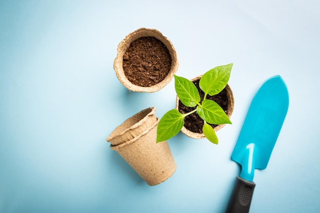 Piantine con attrezzi da giardino