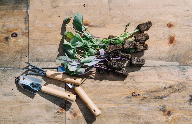 Piantine e attrezzi da giardinaggio