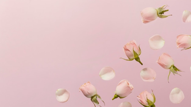 Piatto di laici rosa rose primaverili con copia spazio