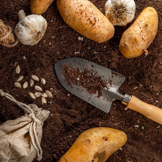 Piatto disteso di patate con aglio e attrezzo da giardino