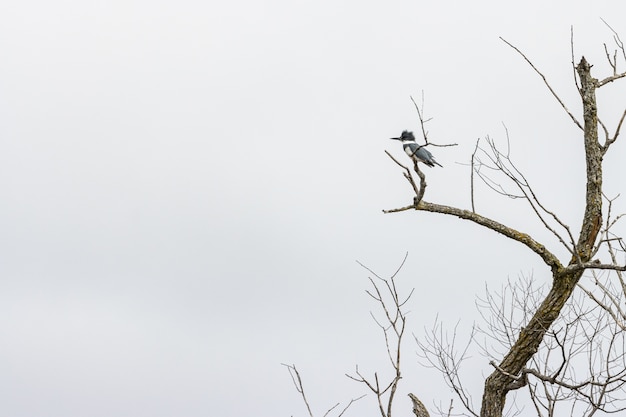 Picchio in piedi su un ramo di un albero sotto un cielo nuvoloso