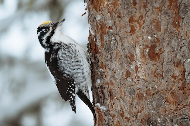 Picchio tridattilo uccello su un albero nel Parco Nazionale di Oulanka, Finland