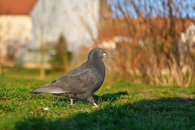 Piccione Bellissimo scatto di uccello in natura al tramontoxDxAColumba palumbus