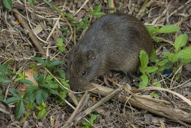 Piccola arvicola grigia del pino sul terreno vicino alle piante che crescono