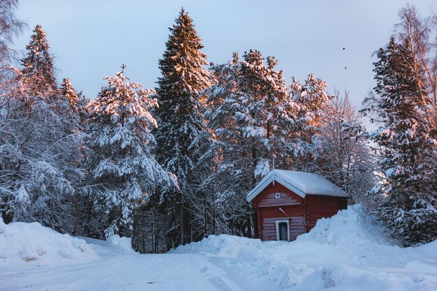 Piccola cabina rossa in una zona innevata circondata da abeti coperti di neve con un tocco di raggi del sole