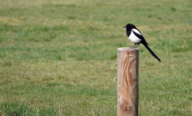 Piccola gazza carina in piedi su un palo di legno rotondo in un campo d'erba