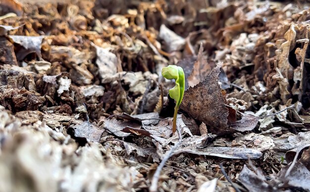 Piccola pianta che germoglia in primavera tra il vecchio fogliame nella foresta.