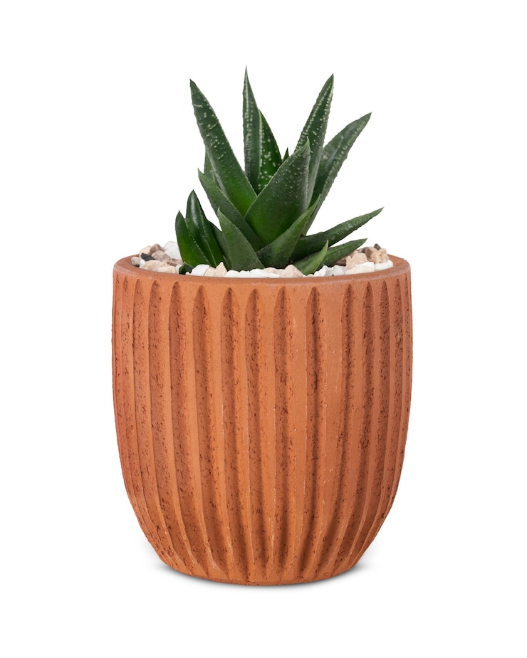 Foto gratuito piccola pianta di aloe vera in un grazioso vaso
