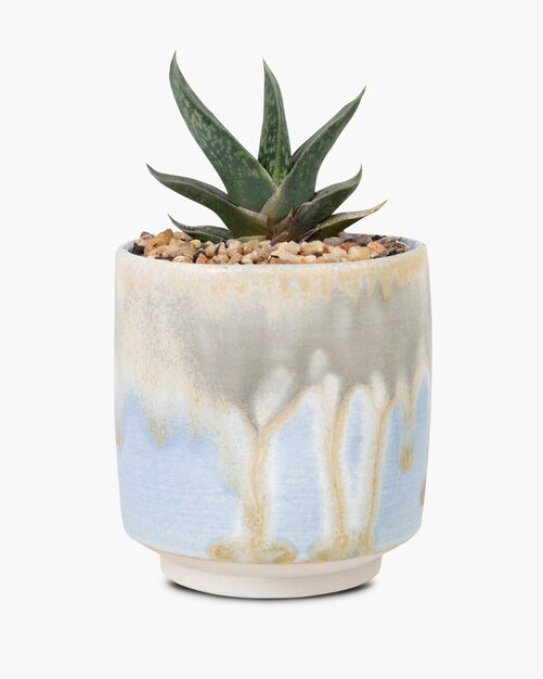 Piccola pianta di aloe vera in un grazioso vaso