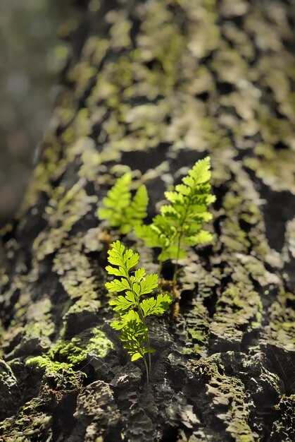 piccola pianta verde in un tronco