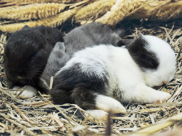 Piccoli adorabili conigli tailandesi locali