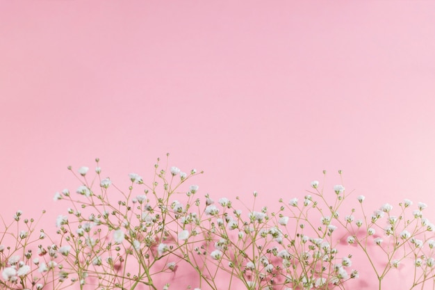 Piccoli fiori bianchi in fiore su sfondo rosa