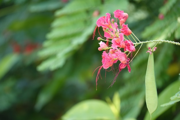 Piccoli fiori rosa con sfondo sfocato