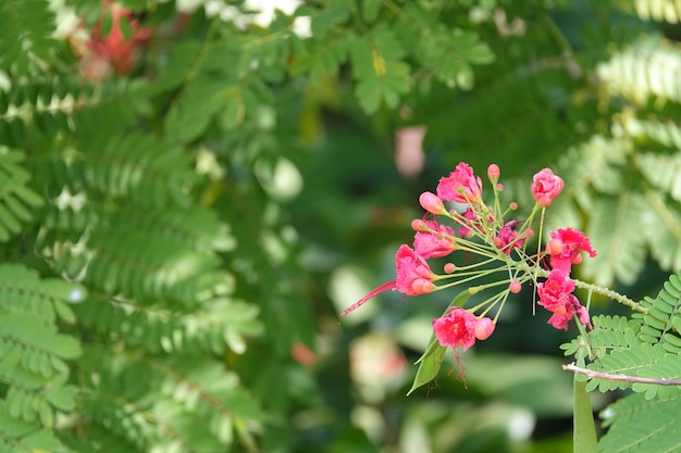 Piccoli fiori rosa con sfondo sfocato