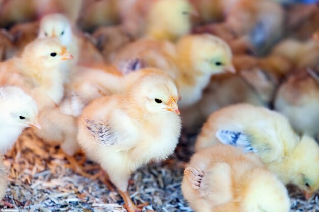 piccoli pulcini alla fattoria