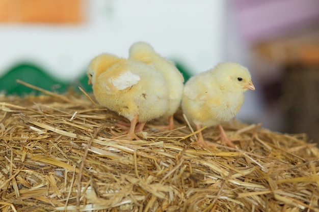 Piccoli pulcini sul fieno. Concetto di Pasqua.