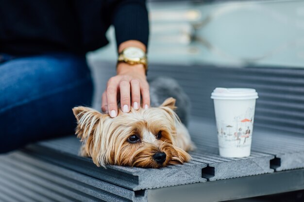 Piccolo adorabile cane Yorkshire Terrier portato dal proprietario in una borsa per animali domestici per viaggiare all'aperto e al chiuso. Accessorio proprietario canino.