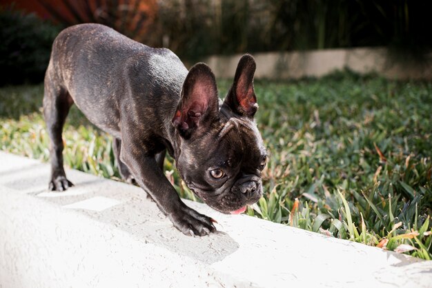 Piccolo bulldog francese del primo piano all'aperto