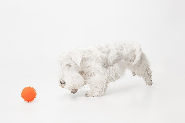 Piccolo cagnolino o animale domestico bianco sveglio sta giocando con la sfera arancione isolata sulla parete bianca