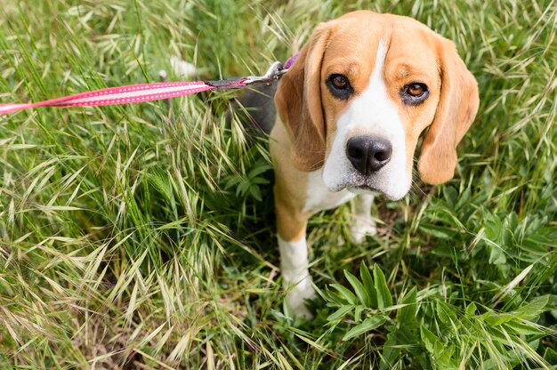 Piccolo cane adorabile che gode della passeggiata nel parco