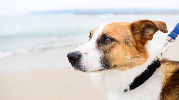 Piccolo cane adorabile del primo piano che gode del tempo fuori