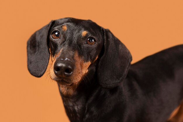 Piccolo cane adorabile in uno studio