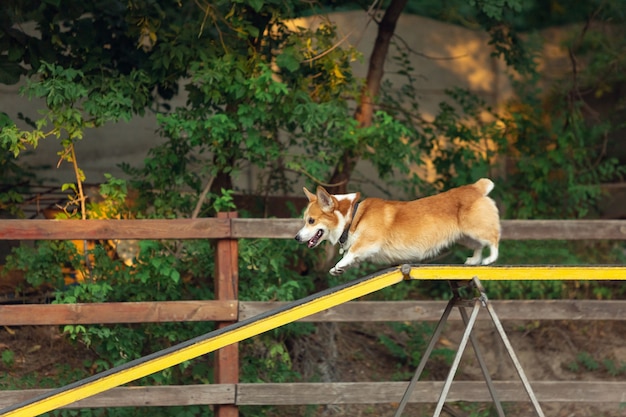 Piccolo cane carino che si esibisce durante lo spettacolo in competizione