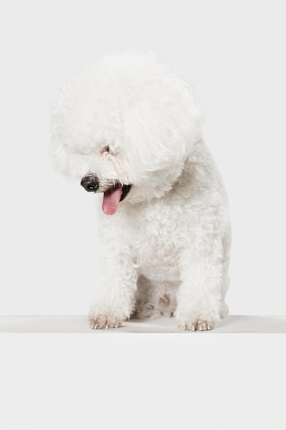 Piccolo cane divertente Bichon Frise in posa isolato su sfondo bianco