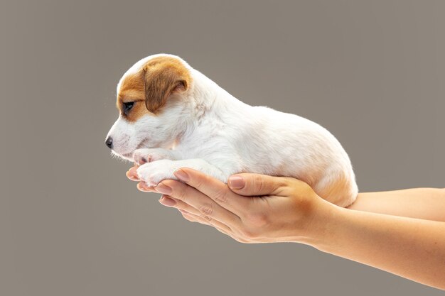 Piccolo cane giovane in posa allegro.