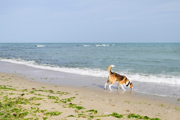 Piccolo cane sveglio che gode del tempo all'aperto