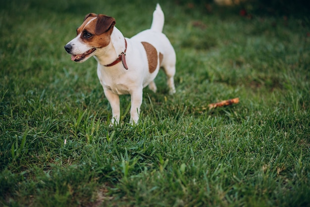 Piccolo cane sveglio nel cortile sul retro