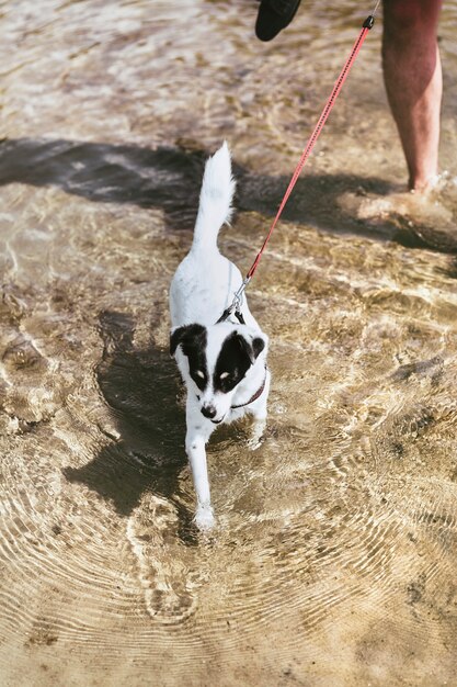 Piccolo cane terrier che gioca nel mare