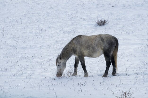 Piccolo cavallo sveglio sul campo nevicato durante il giorno di inverno