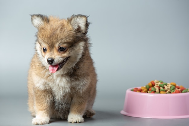 Piccolo chihuahua sulla superficie grigia