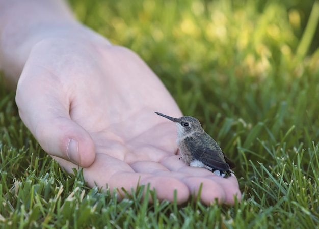 Piccolo colibrì seduto su una mano umana circondata da erba sotto la luce solare