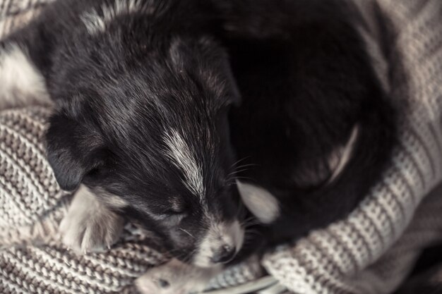 Piccolo cucciolo carino sdraiato con un maglione