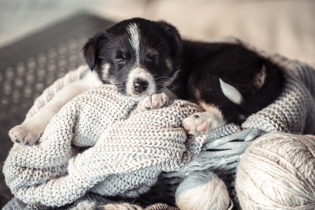 Piccolo cucciolo carino sdraiato con un maglione